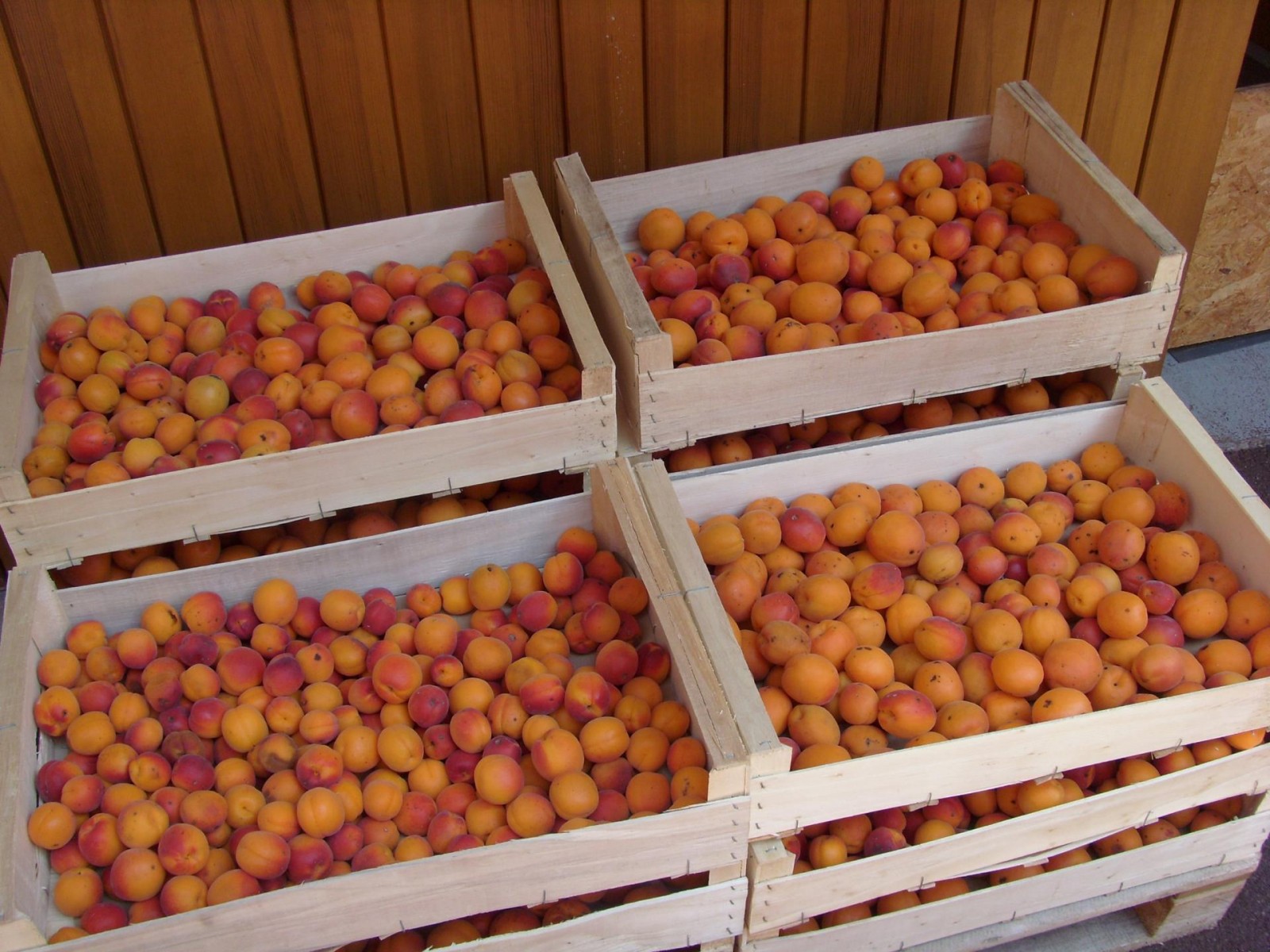 La recette de la saison : Abricots d'Alsace et Basilic