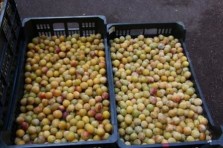C'est la saison des Mirabelles d'Alsace